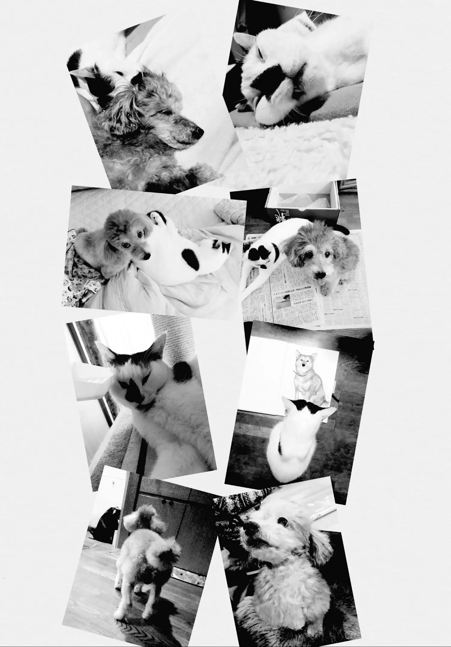 With a Dog AND a Cat, Every Day Is Fun - Chapter 186.4 - Page 17